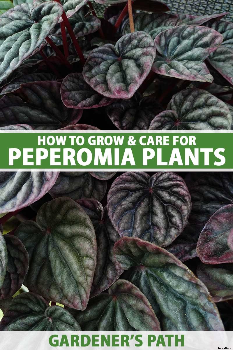 Growing Peperomias: How to Care for Radiator Plants