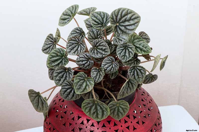 Growing Peperomias: How to Care for Radiator Plants