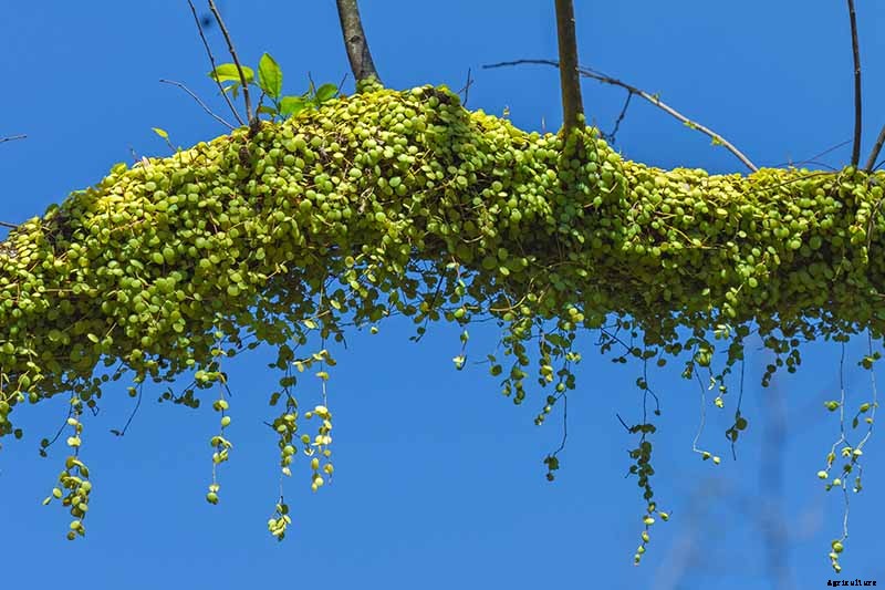 Growing Peperomias: How to Care for Radiator Plants