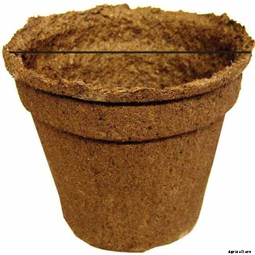 Growing Peperomias: How to Care for Radiator Plants