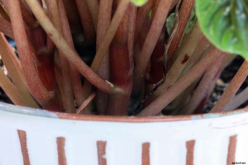 Growing Peperomias: How to Care for Radiator Plants