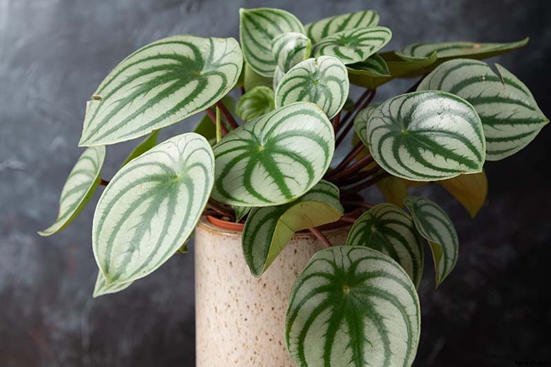 Growing Peperomias: How to Care for Radiator Plants