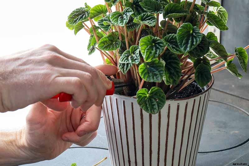 Growing Peperomias: How to Care for Radiator Plants
