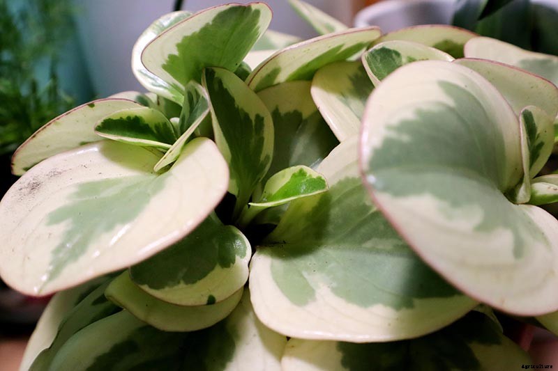 Growing Peperomias: How to Care for Radiator Plants