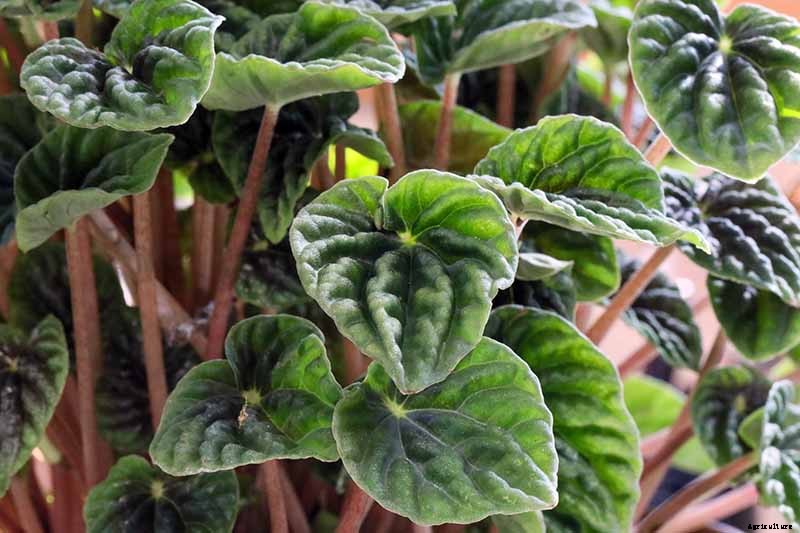 Growing Peperomias: How to Care for Radiator Plants