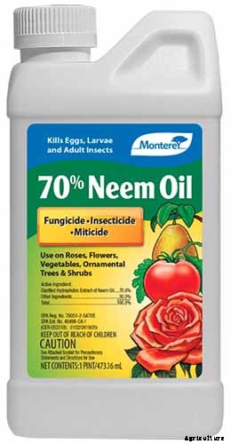 Growing Peperomias: How to Care for Radiator Plants