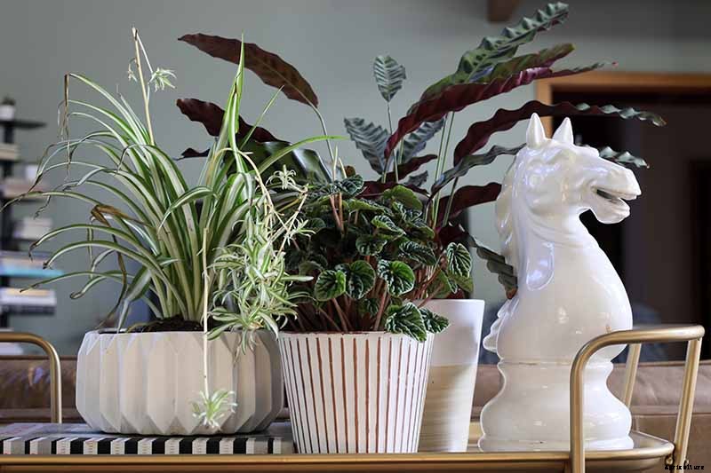 Growing Peperomias: How to Care for Radiator Plants