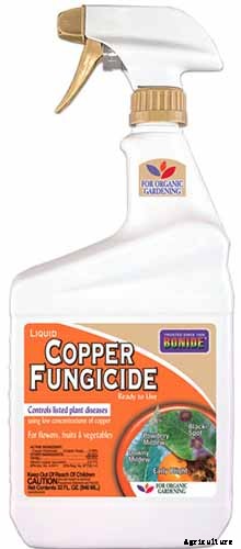 Growing Peperomias: How to Care for Radiator Plants