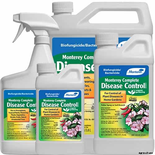 Growing Peperomias: How to Care for Radiator Plants