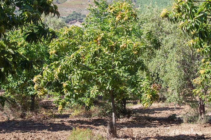 How to Grow and Care for Chestnuts