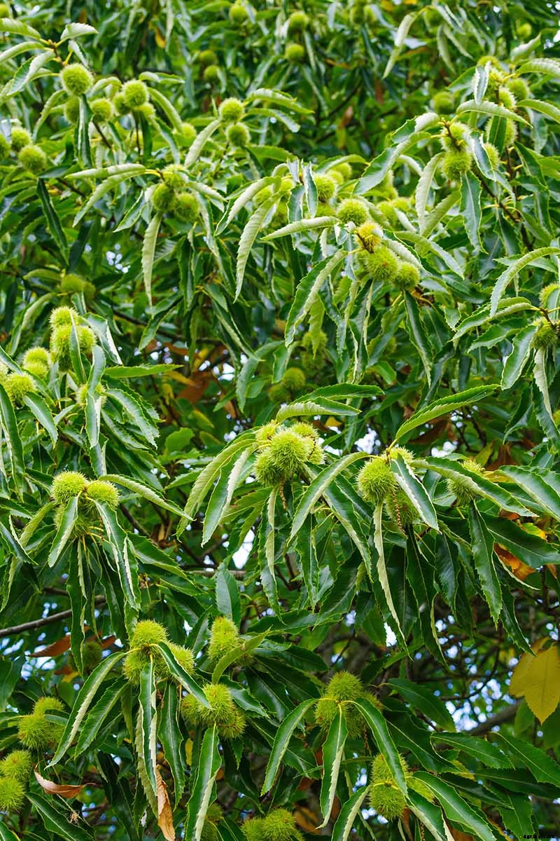 How to Grow and Care for Chestnuts