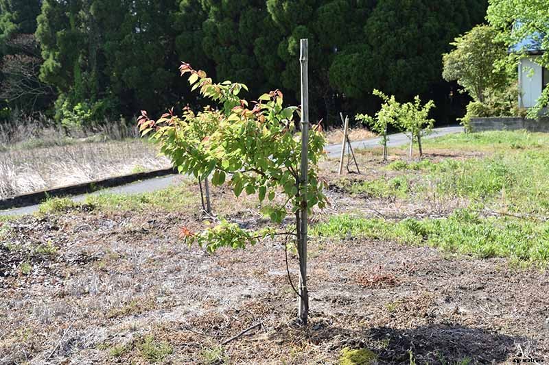 How to Grow and Care for Chestnuts