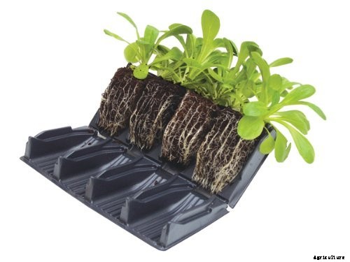 How to Grow and Care for Chestnuts