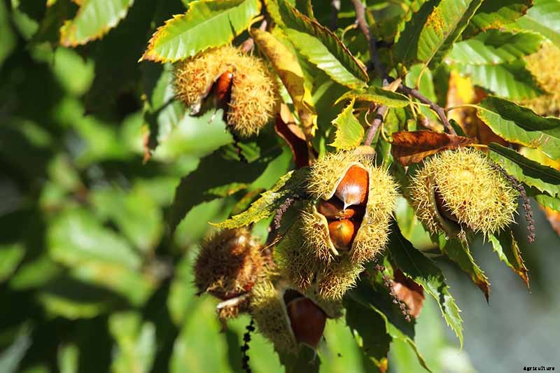 How to Grow and Care for Chestnuts