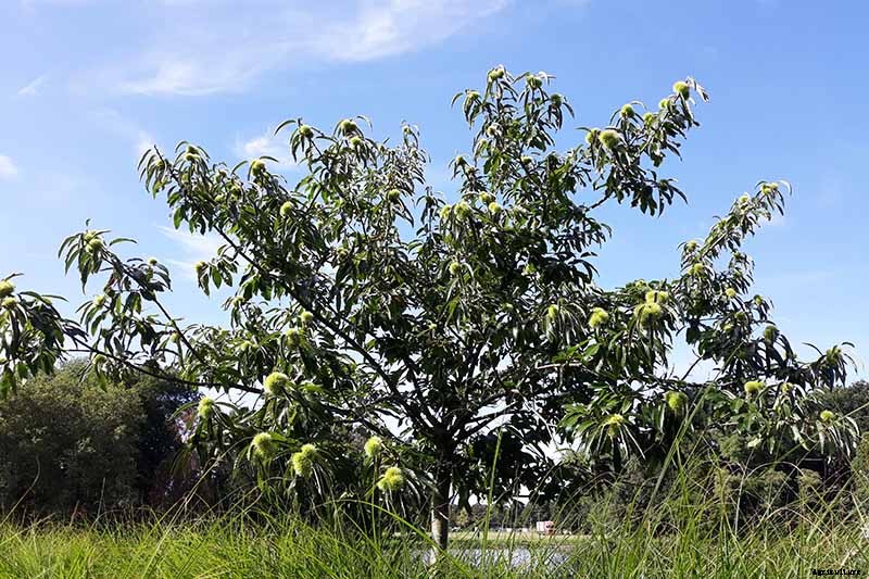 How to Grow and Care for Chestnuts