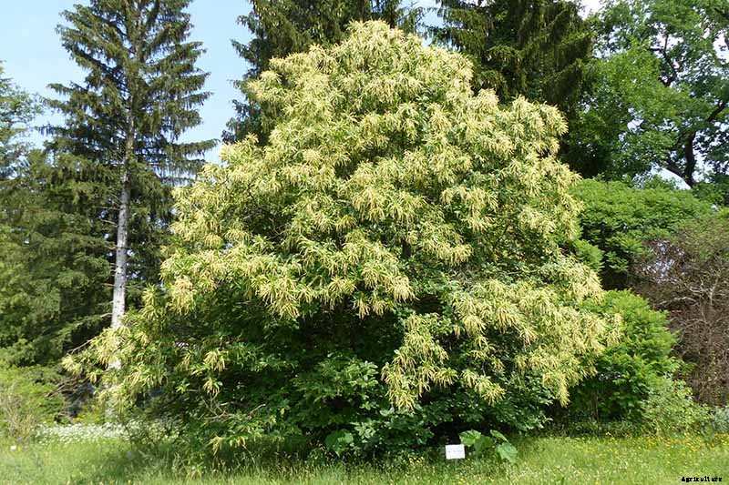 How to Grow and Care for Chestnuts