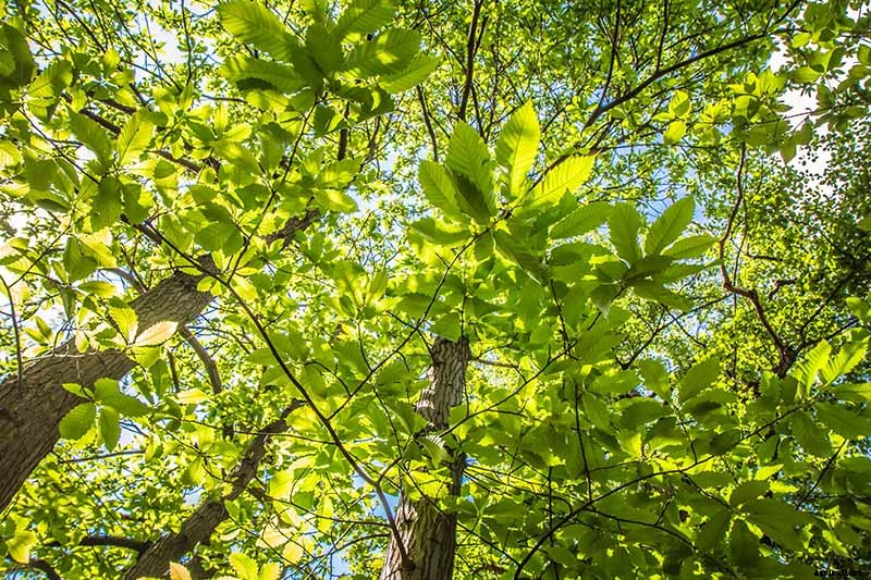 How to Grow and Care for Chestnuts