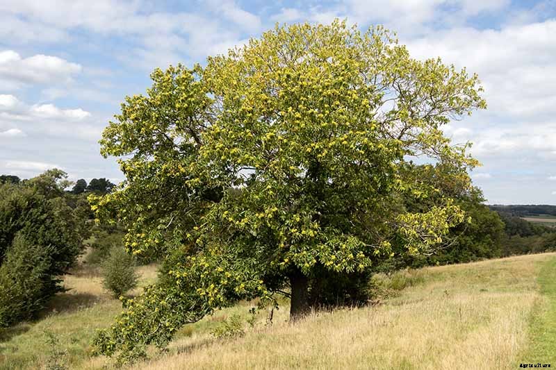 How to Grow and Care for Chestnuts