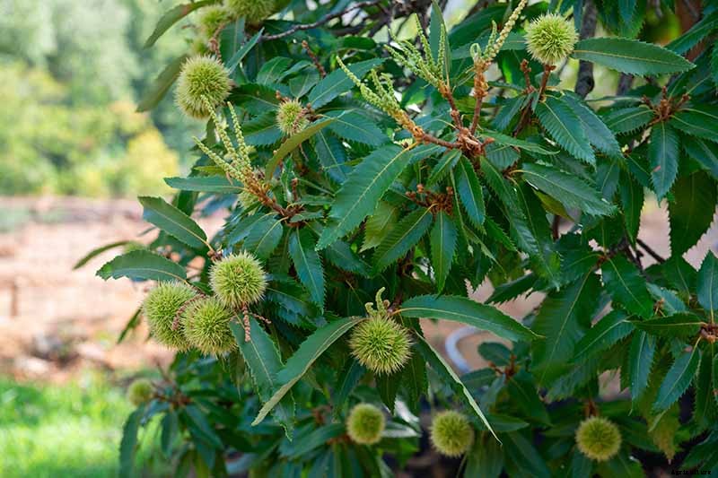 How to Grow and Care for Chestnuts