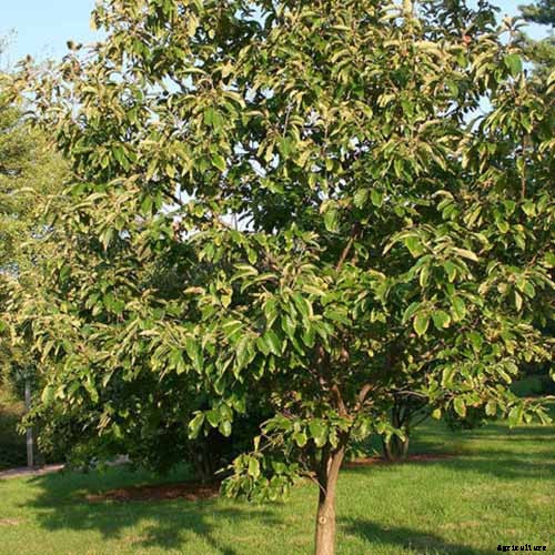 How to Grow and Care for Chestnuts