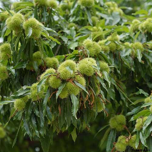 How to Grow and Care for Chestnuts
