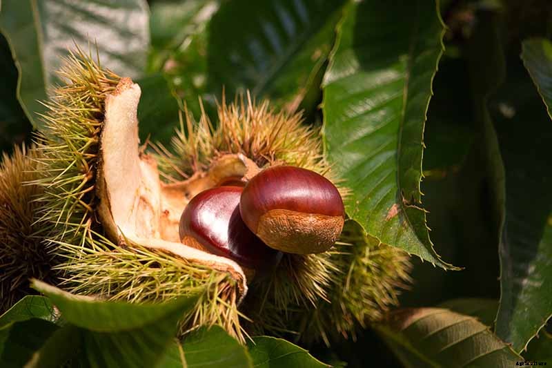 How to Grow and Care for Chestnuts