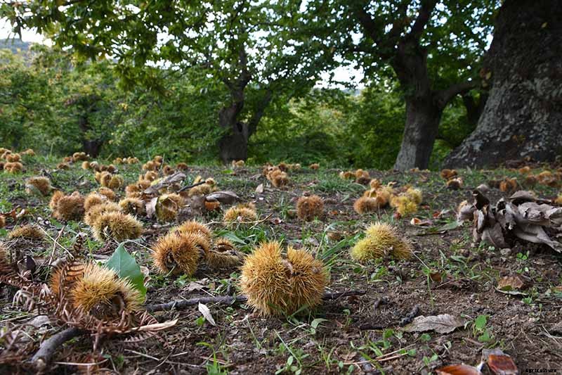 How to Grow and Care for Chestnuts