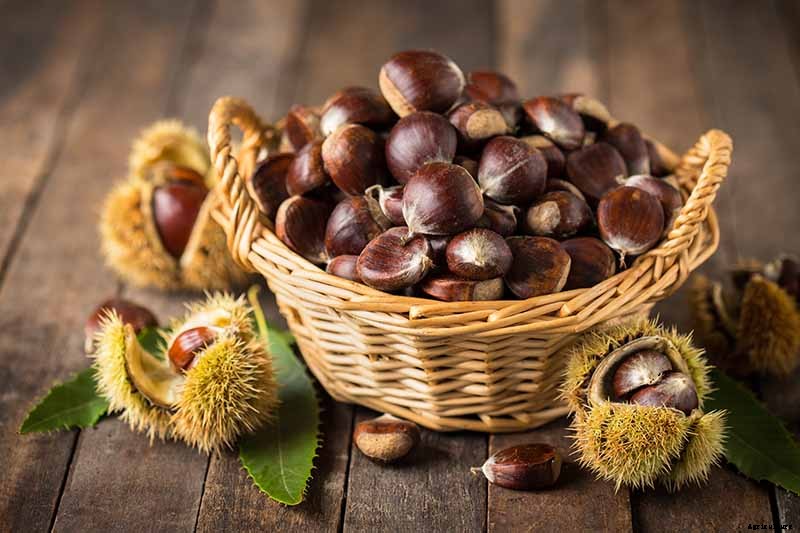 How to Grow and Care for Chestnuts