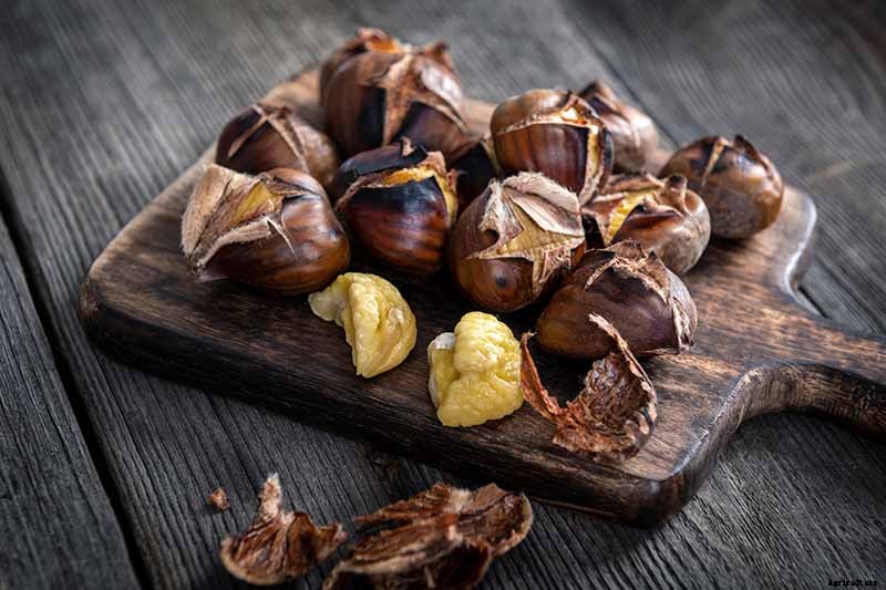 How to Grow and Care for Chestnuts