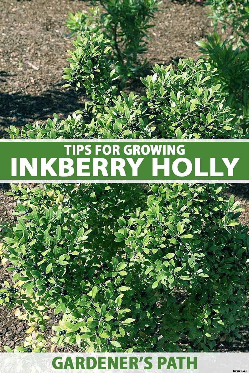 Must-Have Tips for Growing Inkberry Holly