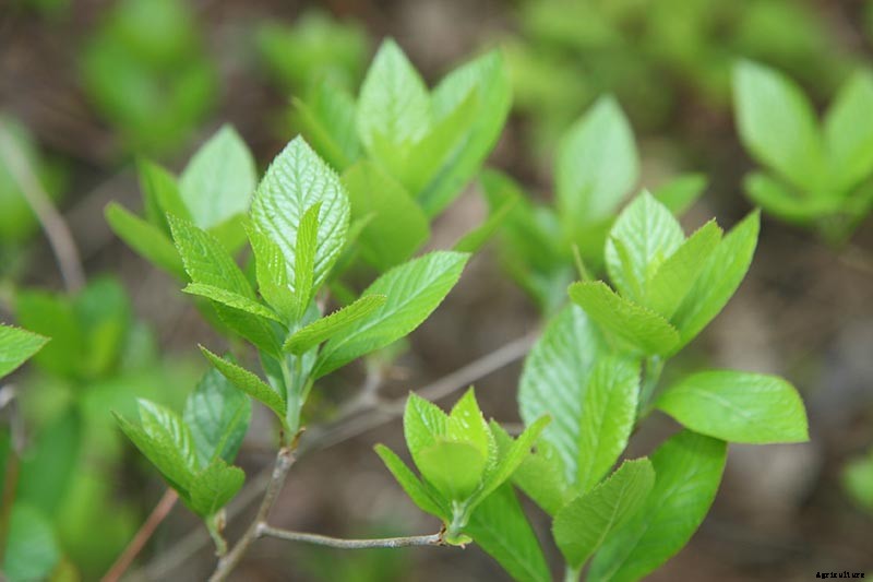 Must-Have Tips for Growing Inkberry Holly