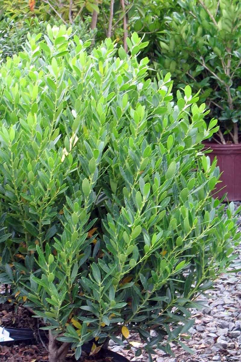 Must-Have Tips for Growing Inkberry Holly