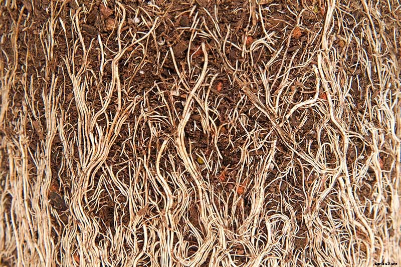 Must-Have Tips for Growing Inkberry Holly