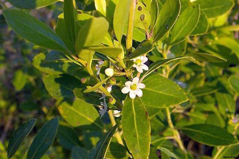 Must-Have Tips for Growing Inkberry Holly