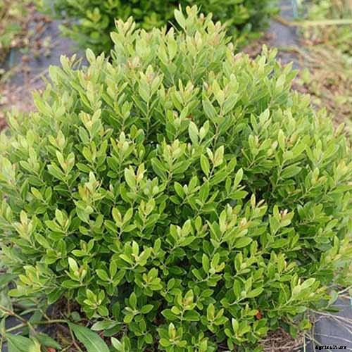 Must-Have Tips for Growing Inkberry Holly