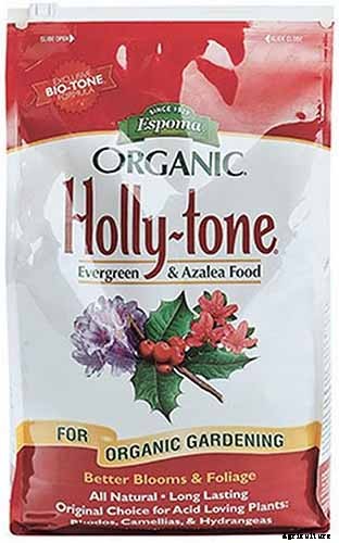 Must-Have Tips for Growing Inkberry Holly