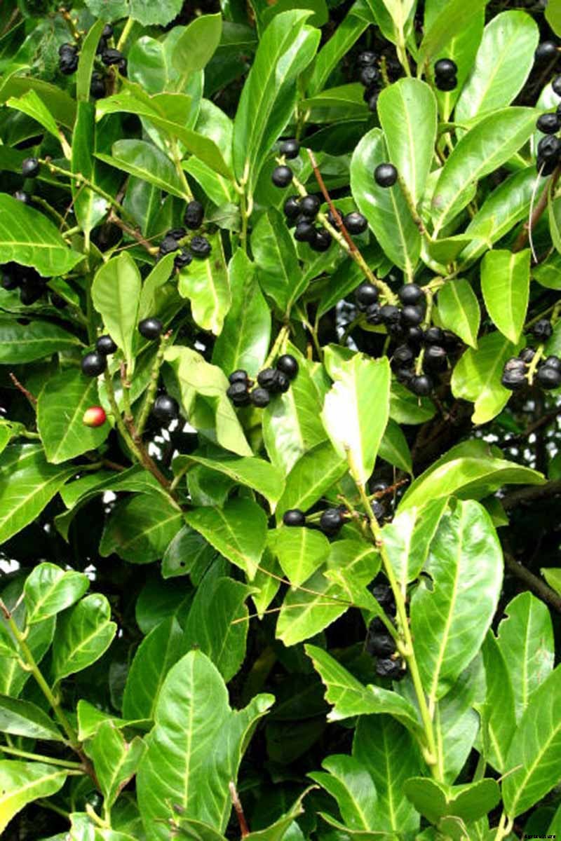 Must-Have Tips for Growing Inkberry Holly