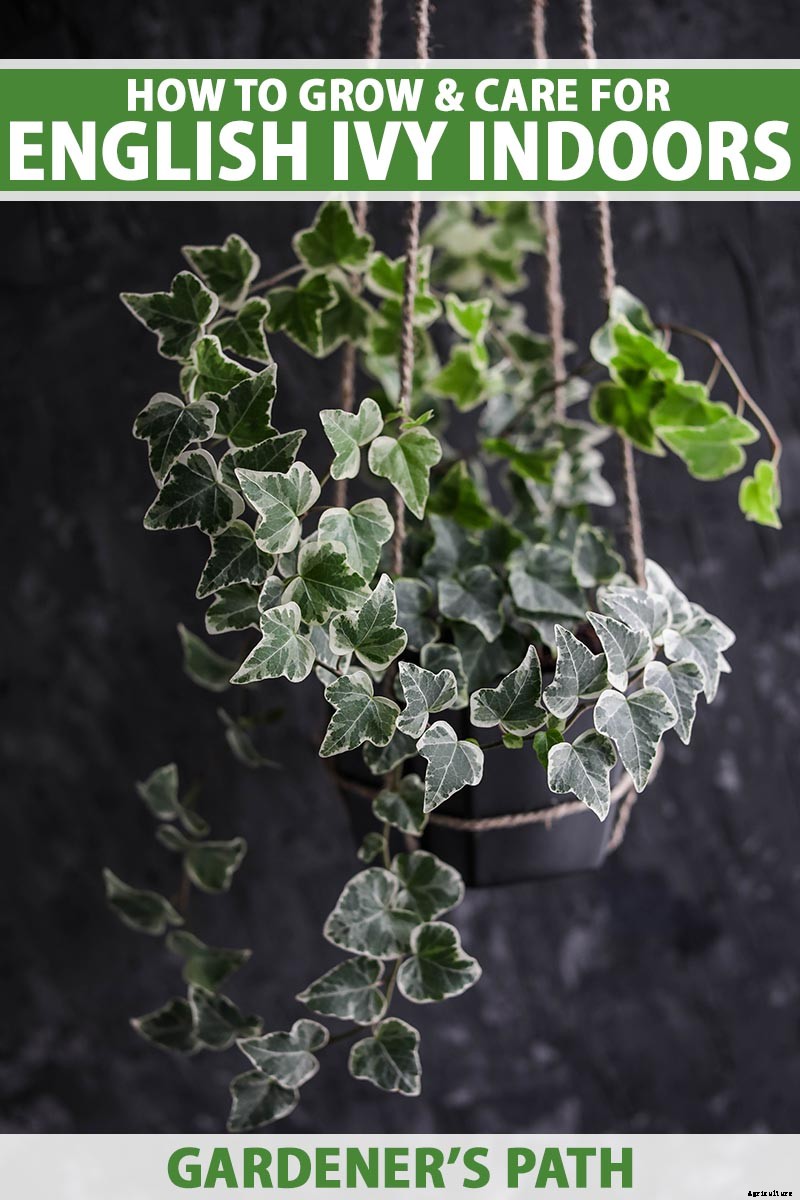 English Ivy Houseplants: How to Care For Hedera Helix Indoors