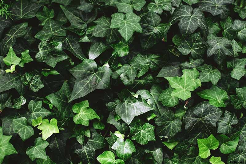 English Ivy Houseplants: How to Care For Hedera Helix Indoors