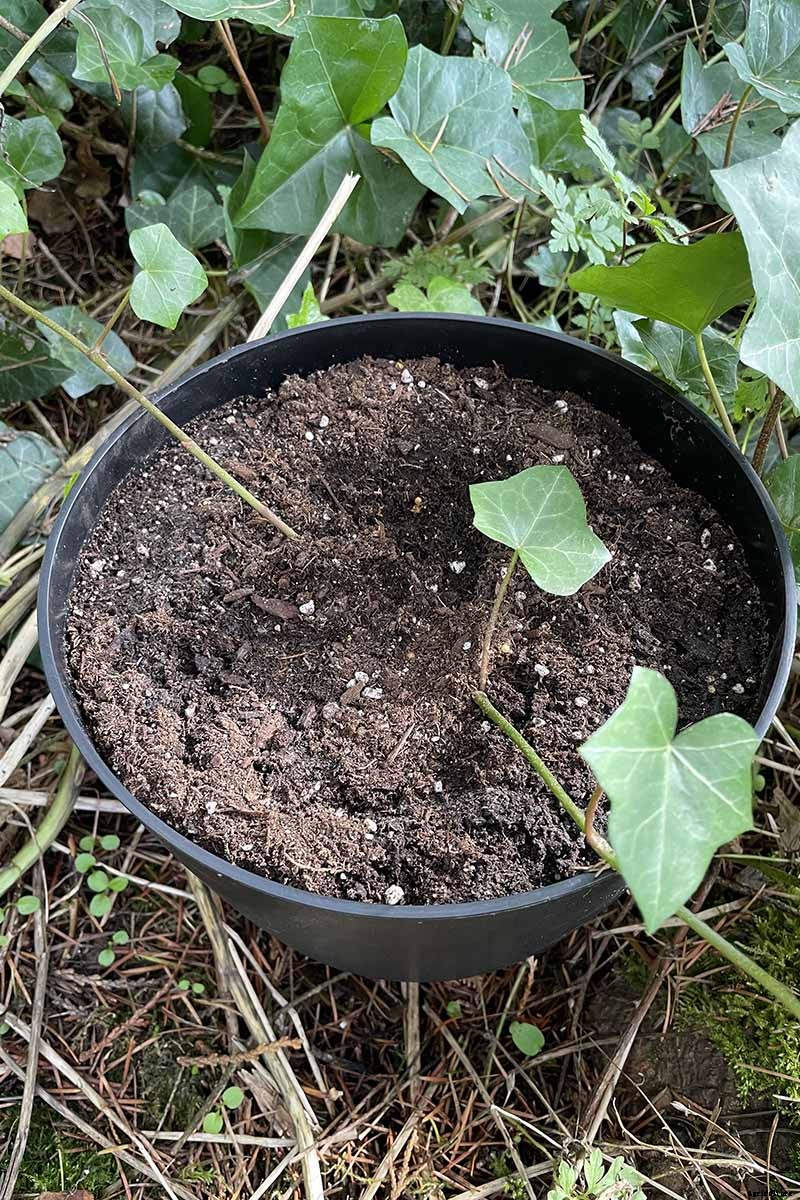 English Ivy Houseplants: How to Care For Hedera Helix Indoors