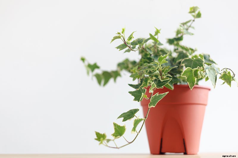 English Ivy Houseplants: How to Care For Hedera Helix Indoors