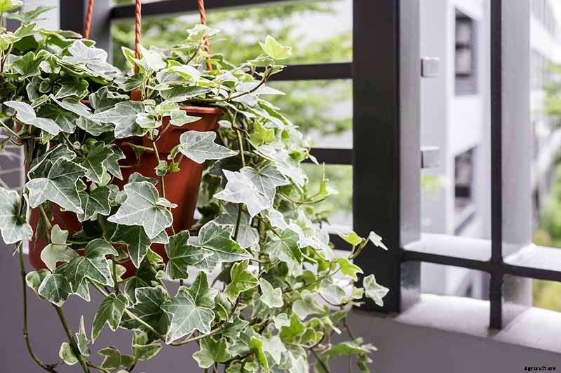 English Ivy Houseplants: How to Care For Hedera Helix Indoors
