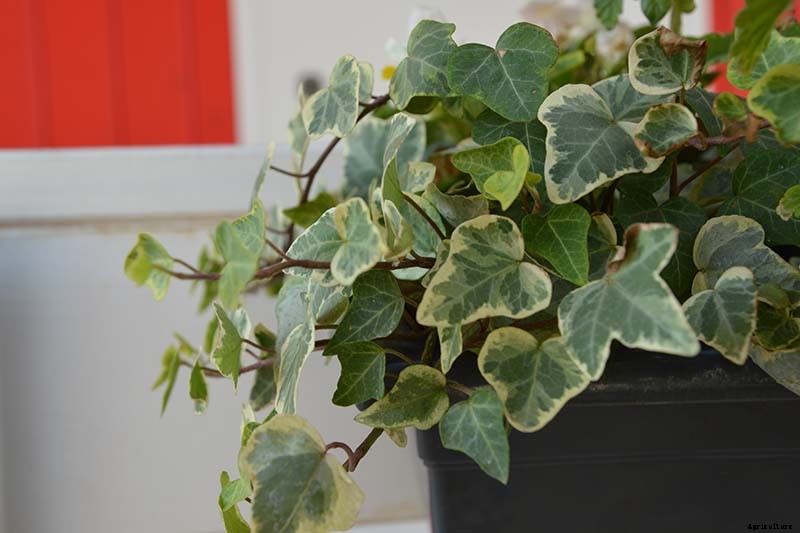 English Ivy Houseplants: How to Care For Hedera Helix Indoors