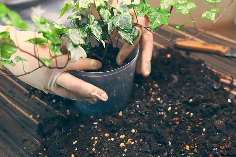 English Ivy Houseplants: How to Care For Hedera Helix Indoors