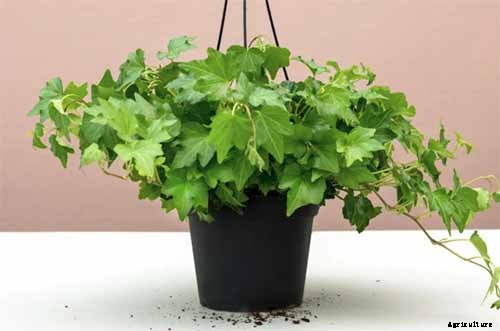 English Ivy Houseplants: How to Care For Hedera Helix Indoors