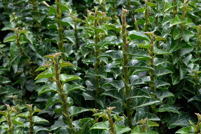 English Ivy Houseplants: How to Care For Hedera Helix Indoors