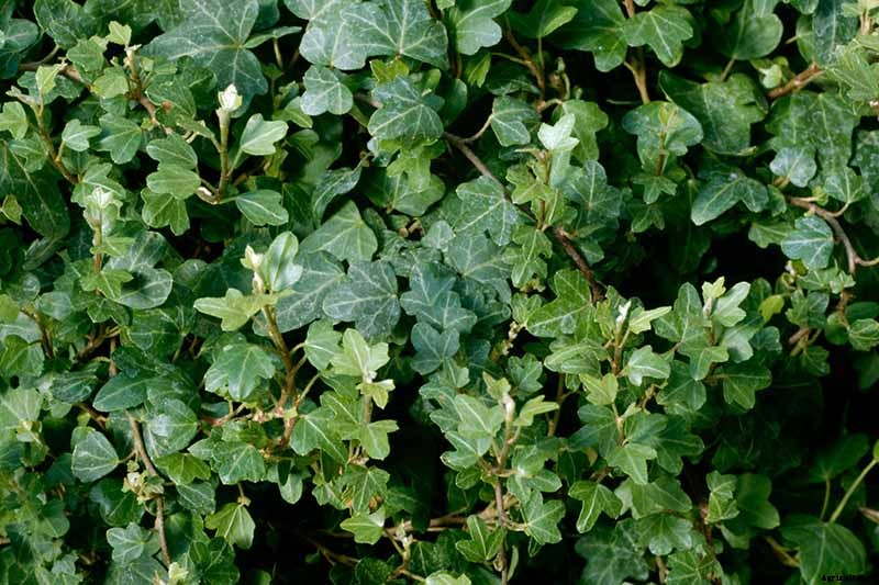 English Ivy Houseplants: How to Care For Hedera Helix Indoors