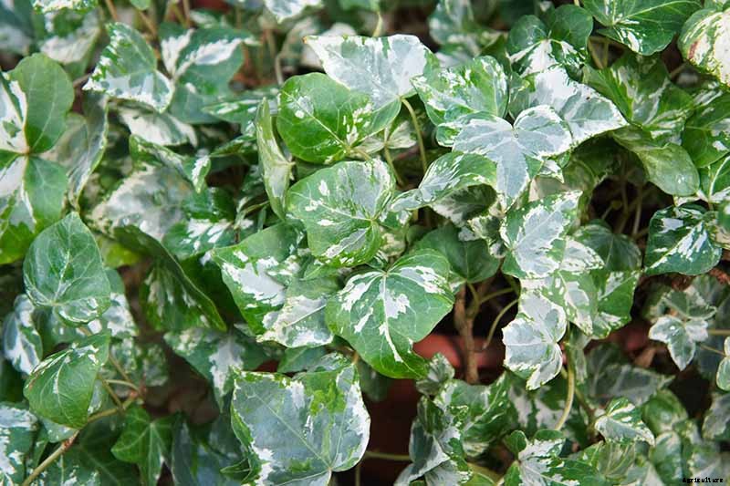 English Ivy Houseplants: How to Care For Hedera Helix Indoors