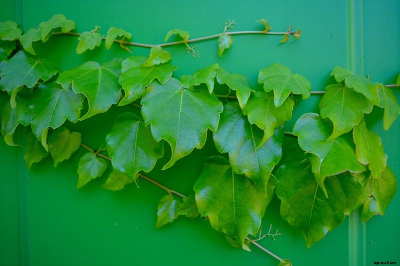 English Ivy Houseplants: How to Care For Hedera Helix Indoors