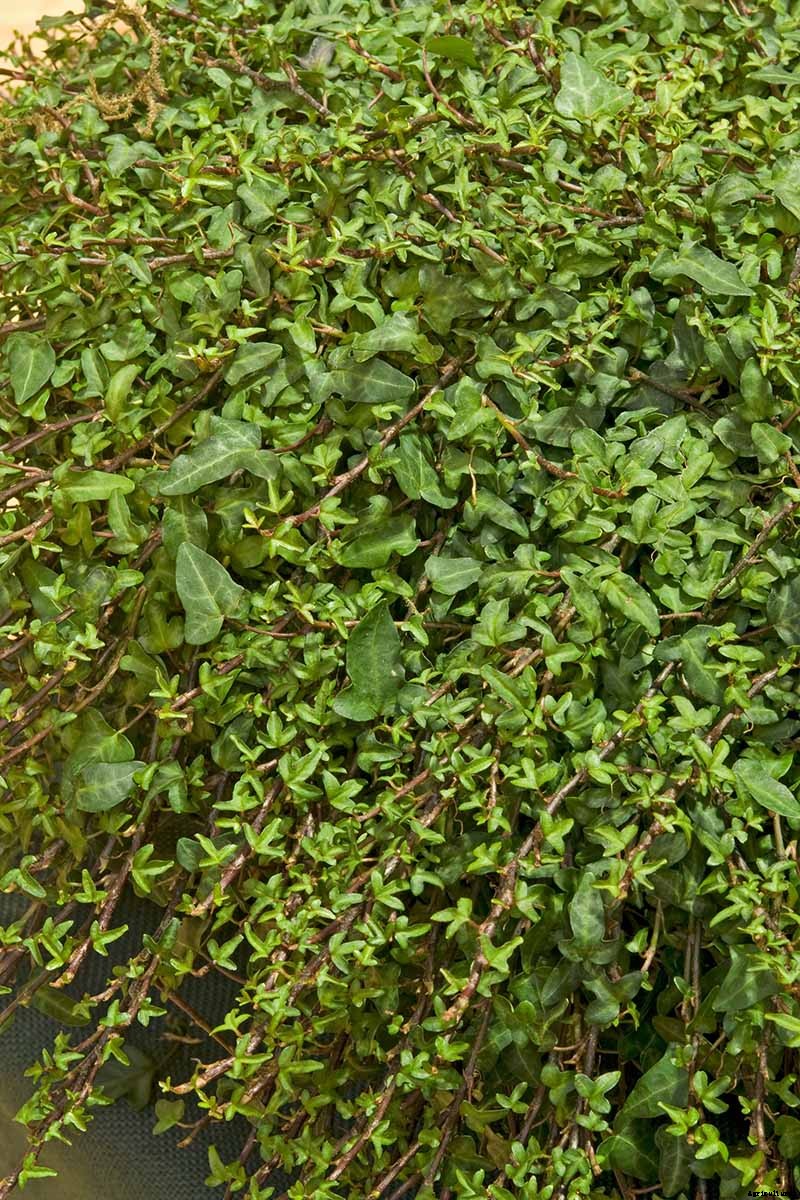 English Ivy Houseplants: How to Care For Hedera Helix Indoors